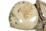Cluster Of Polished Fossil Sand Dollars & Clams - California #242904-1